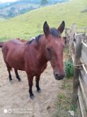 Vendo Cavalo manso avermelhado ótimo desempenho.