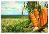 Silo Silagem de Milho Ensacada - A retirar - Alimento para Cavalo, Égua, Boi, Vaca